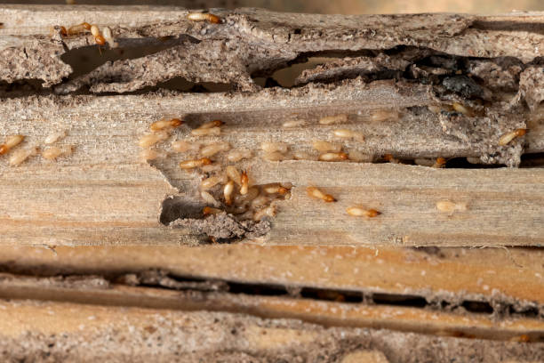 Professional Pest Control in Independence, MO